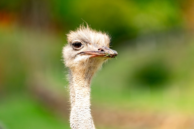 Ostrich head  