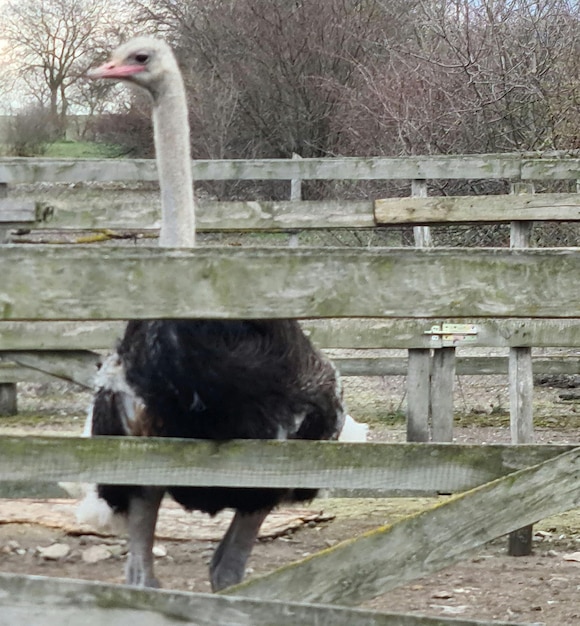 An ostrich is behind a wooden fence and it is looking through a fence.