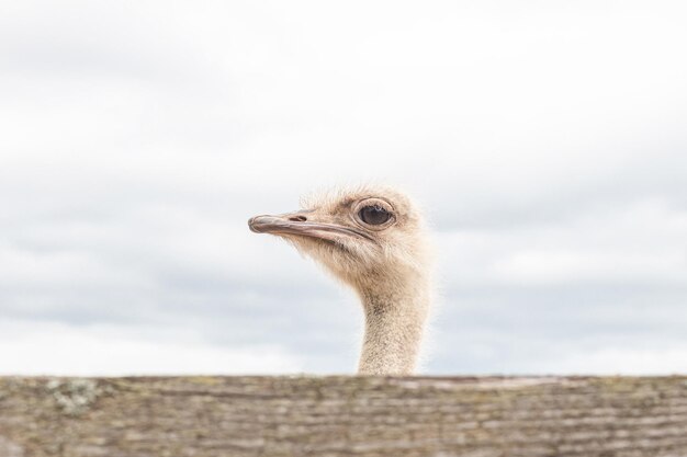 ダチョウ 飛べない大きな鳥 動物のテーマ