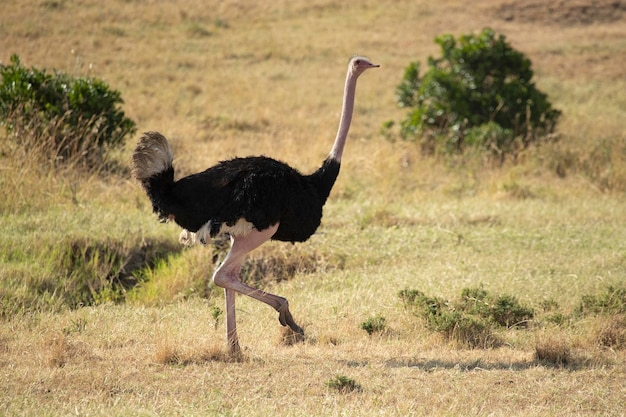 Photo ostrich male in the african savanna with the last light of the day