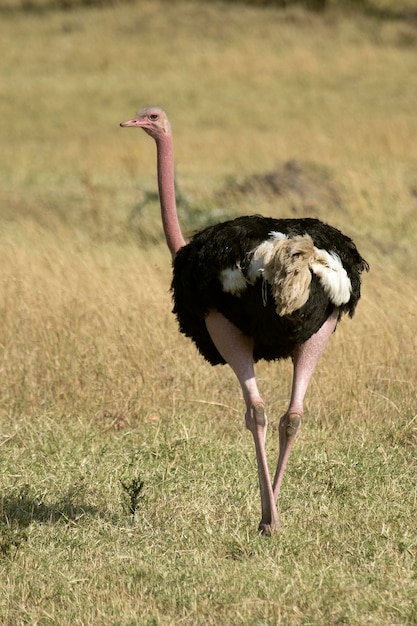 Photo ostrich male in the african savanna with the last light of the day