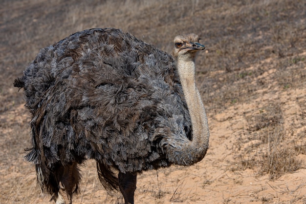 Ostrich posing in the field