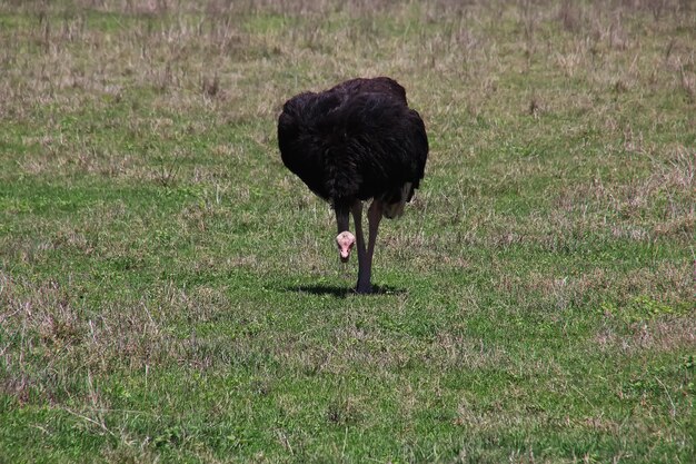 Ostrich on safari in Kenia and Tanzania Africa