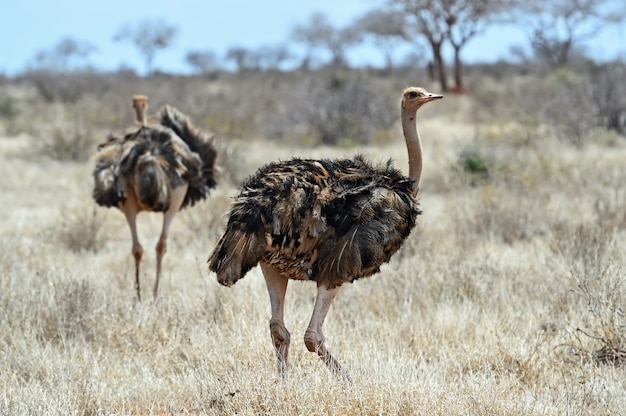 Ostrich in the savannah Masai Mara park