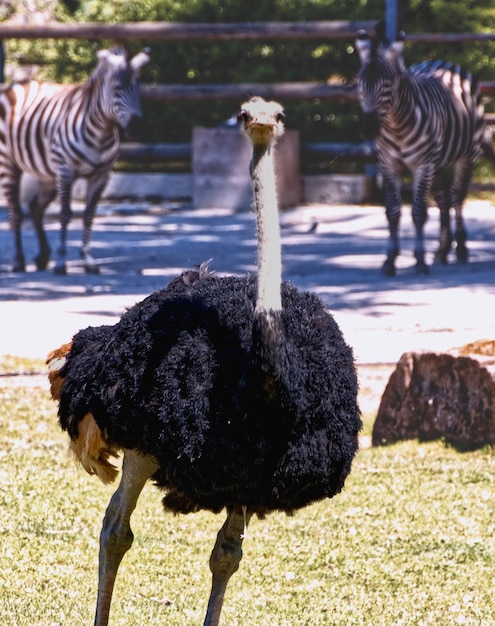 Photo ostrich standing on a field