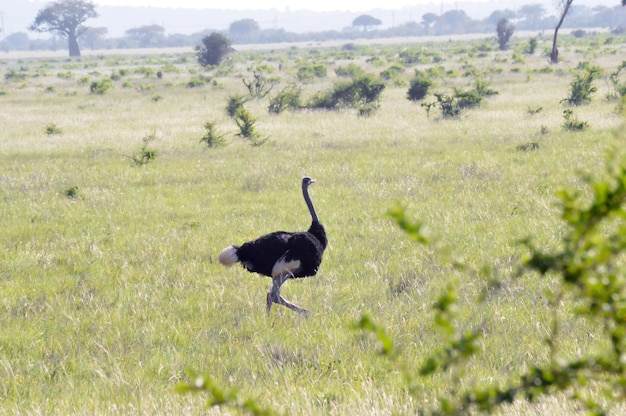 Photo ostrich walking on grassy field