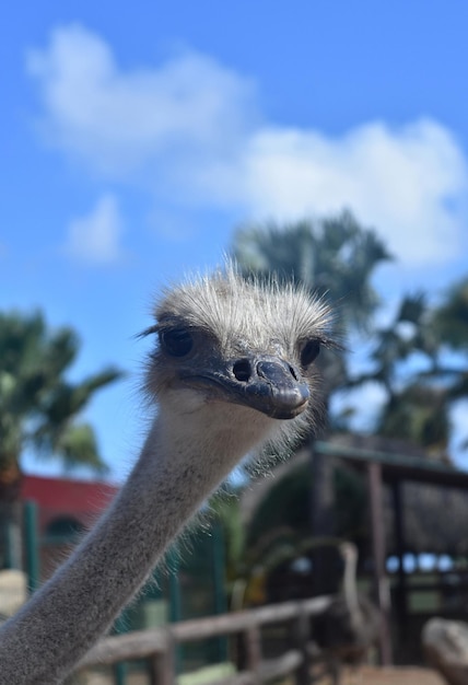 首を横に伸ばしたダチョウ