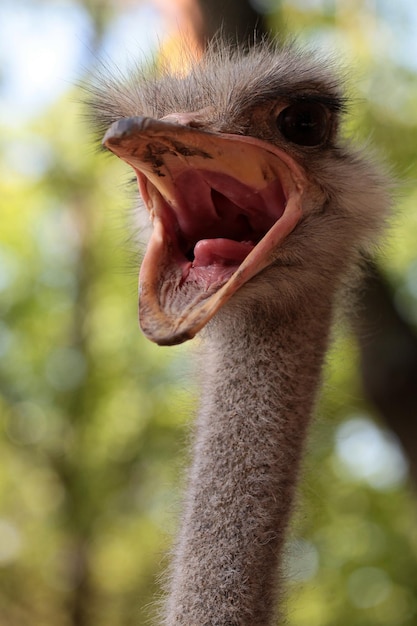 Ostrich with open beak