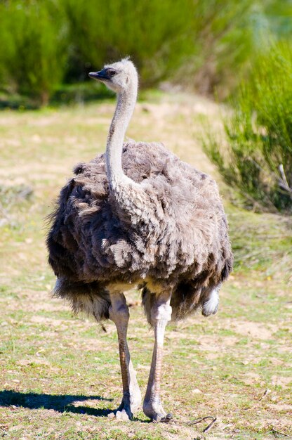 Ostrich