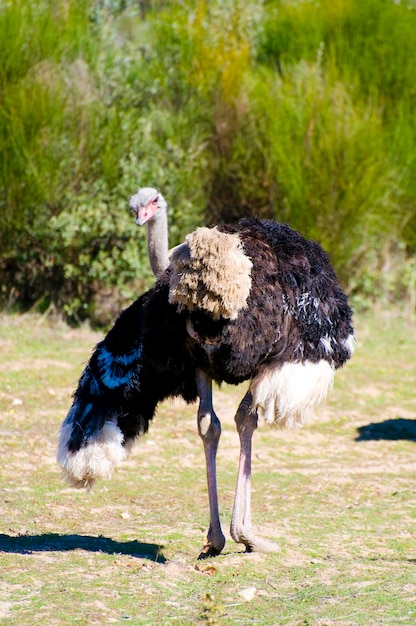 Ostrich