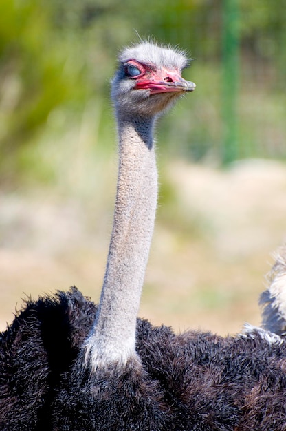 Ostrich