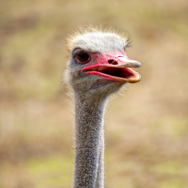 Ostrich