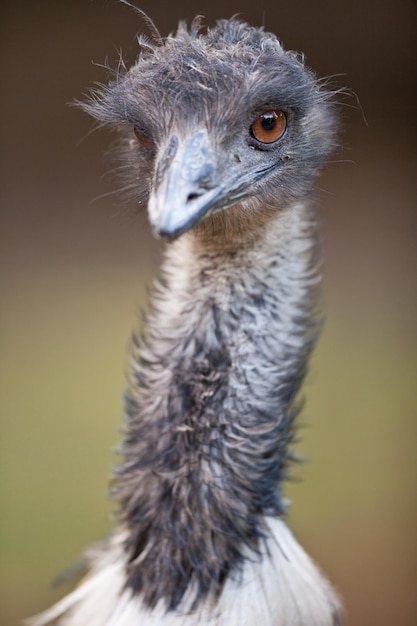 Ostrich