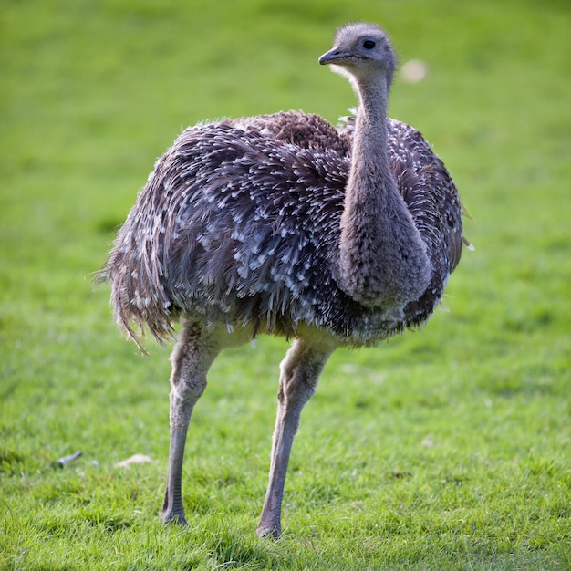 Ostrich