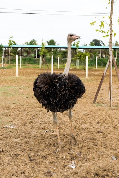 Ostriches in a farm