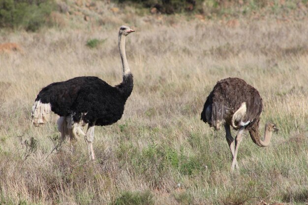 Photo ostriches on field