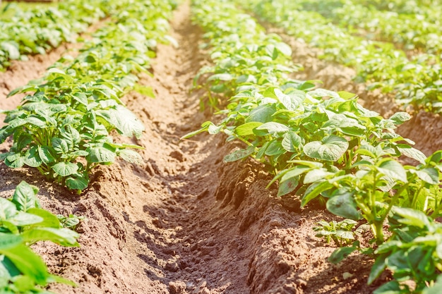 Otato field with green shoots of potatoes