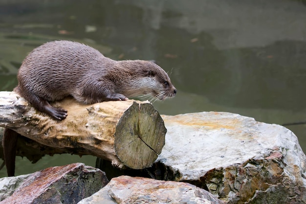 Otter bij de rivier