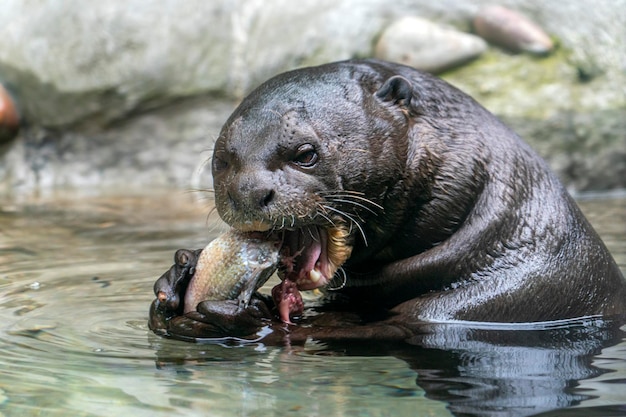 Otter die een vis eet in een rivier