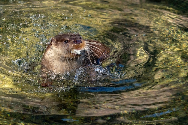 Otter die een vis vangt in de rivier