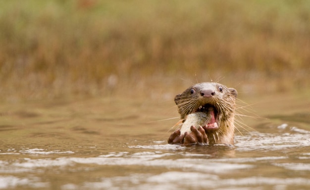 Otter die vis eet in de rivier