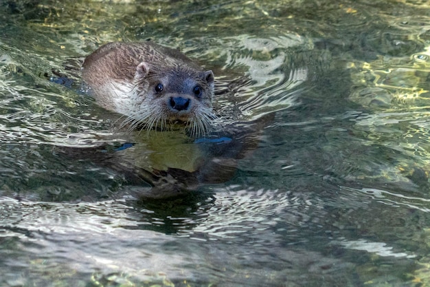 写真 川の肖像画のカワウソ