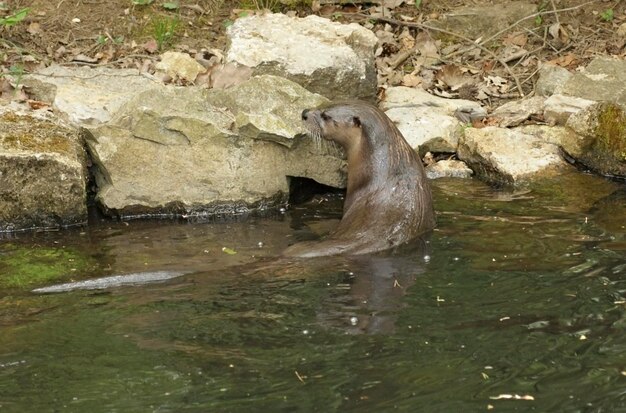 Otter in de sfeer aan het water