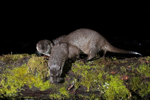 Otter in een bergrivier op een koude winterdag in een Eurosiberisch bos