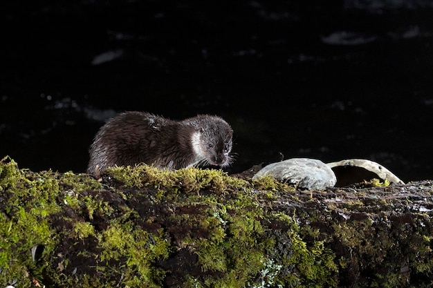 Otter in een bergrivier op een koude winterdag in een Eurosiberisch bos