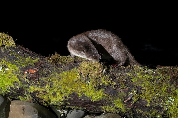 Otter in een bergrivier op een koude winterdag in een Eurosiberisch bos