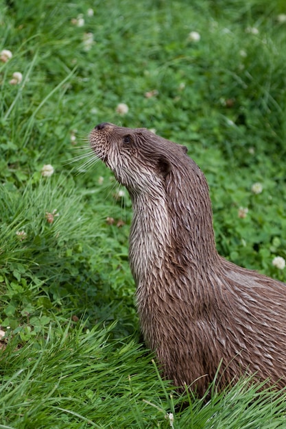 Foto otter in het british wildlife centre