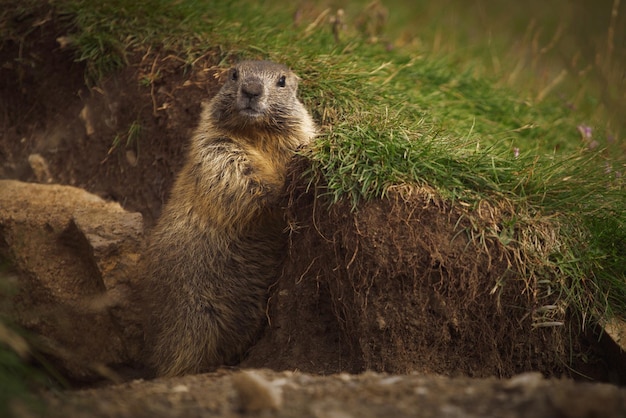 Otter in het wild