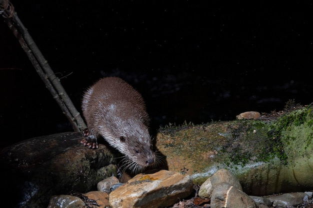 Otter (Lutra lutra) Leon, Spain