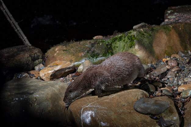 Photo otter (lutra lutra) leon, spain