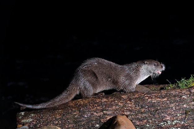 Otter (Lutra lutra) Leon, Spain