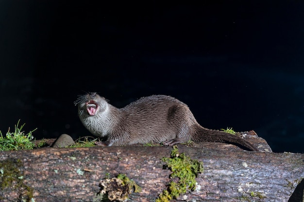 Otter (Lutra lutra) Leon, Spain