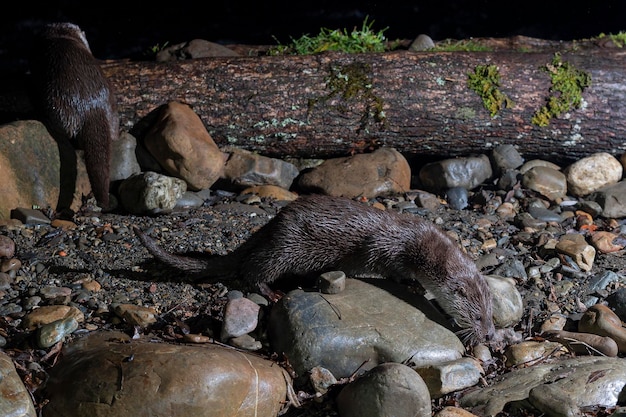 Otter (Lutra lutra) Leon, Spanje