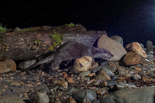 Otter (Lutra lutra) Leon, Spanje