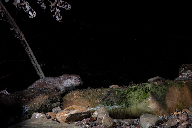 Otter (lutra lutra) leon, spanje