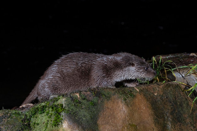 Otter (Lutra lutra) Leon, Spanje