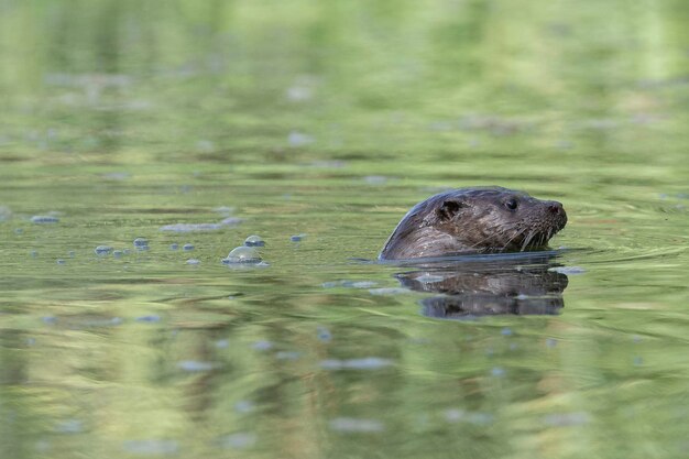 Otter Lutra lutra Malaga Spanje
