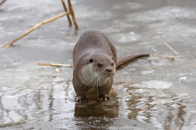 Otter lutra lutra