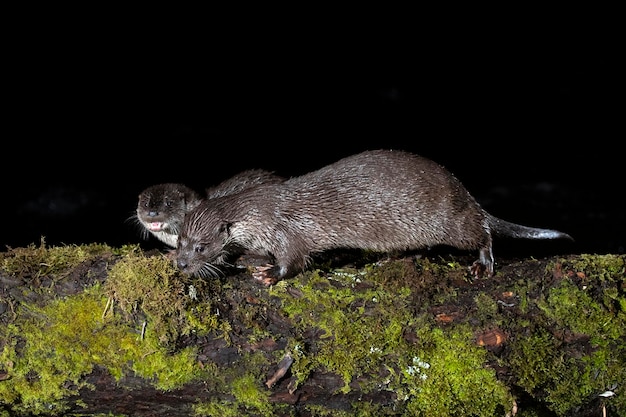 Otter in a mountain river on a cold winter day in a Eurosiberian forest