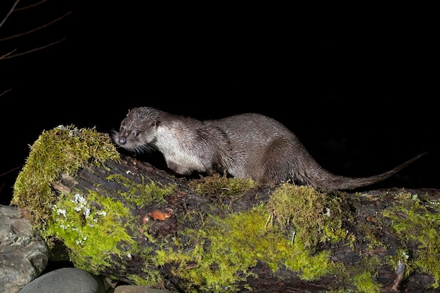 Otter in a mountain river on a cold winter day in a Eurosiberian forest