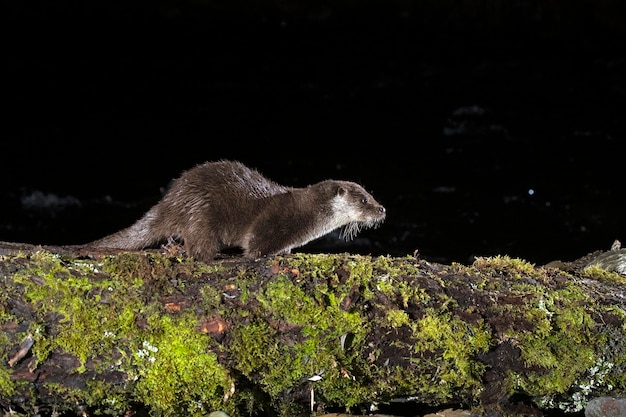 Otter in a mountain river on a cold winter day in a Eurosiberian forest