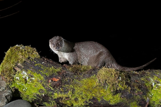 Otter in a mountain river on a cold winter day in a Eurosiberian forest