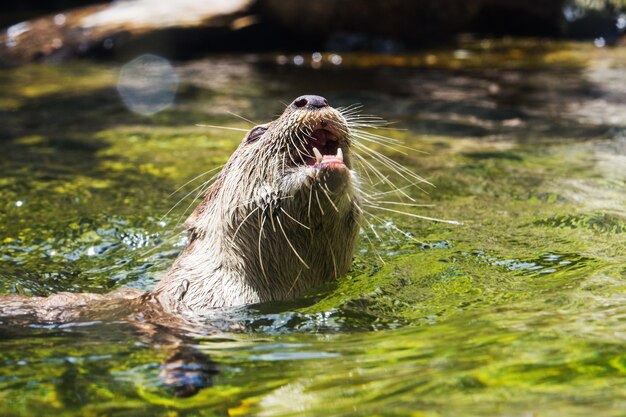 Otter onder water - close-upschot