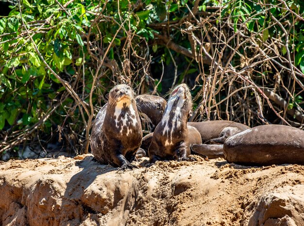 Otter op het zand aan de oever van de rivier