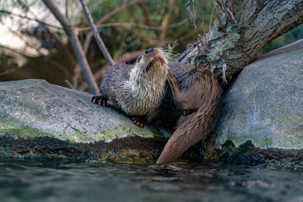 Otter portrait looking at you in the river