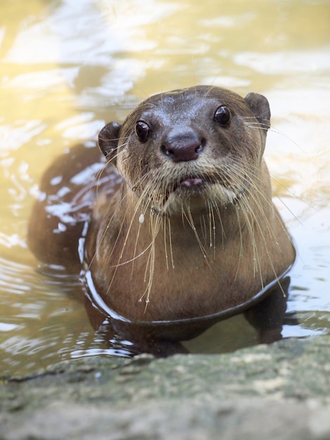 Photo otter portrait